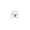 Stimulateur clitoridien par onde de pression sans contact et par vibration USB rose et blanc, Cloud Dancer Satisfyer 